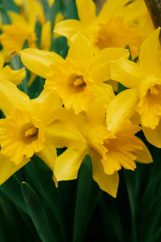 daffodils in a garden filled with water droplets