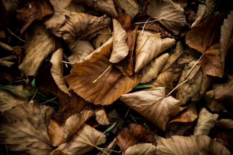leaves laying on the ground in front of other leaves