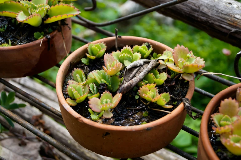 plants are shown on a wooden rack and in pots