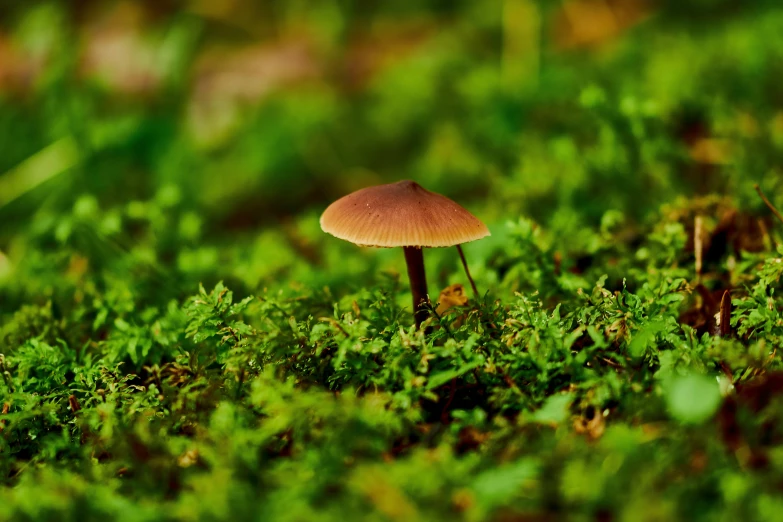 a close up of a mushroom growing in the grass