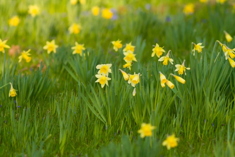 the flowers are blooming along the grass