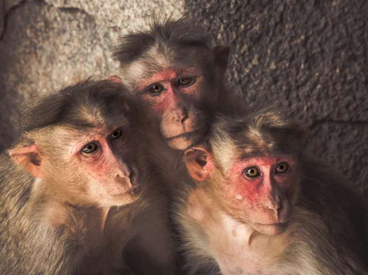 two monkey face monkeys next to each other