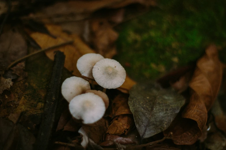 a mushroom is growing on some leaves on the ground