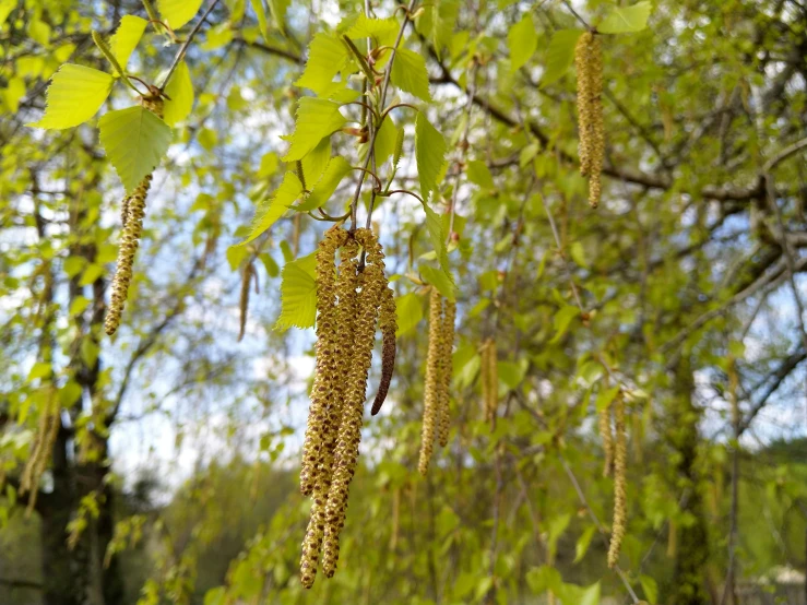 the seed clusters hang from the tree nches