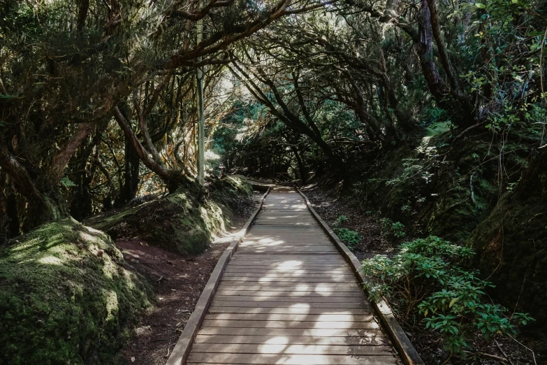 a pathway in the woods leading to some forest