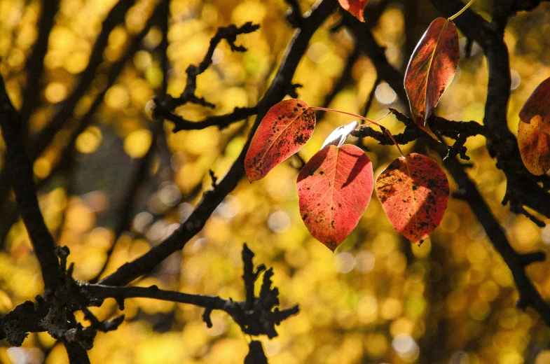 fall colored leaves on tree nches with light shining through them