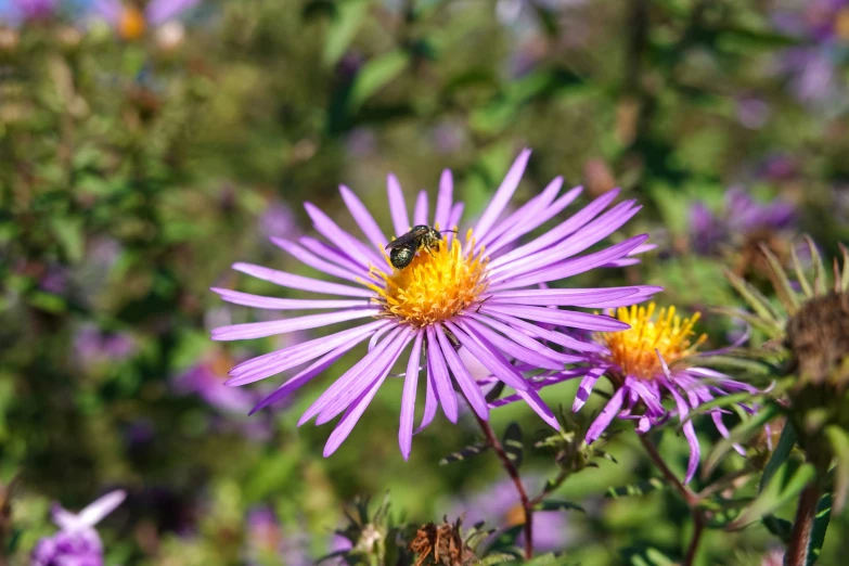 a bum on top of some purple flowers