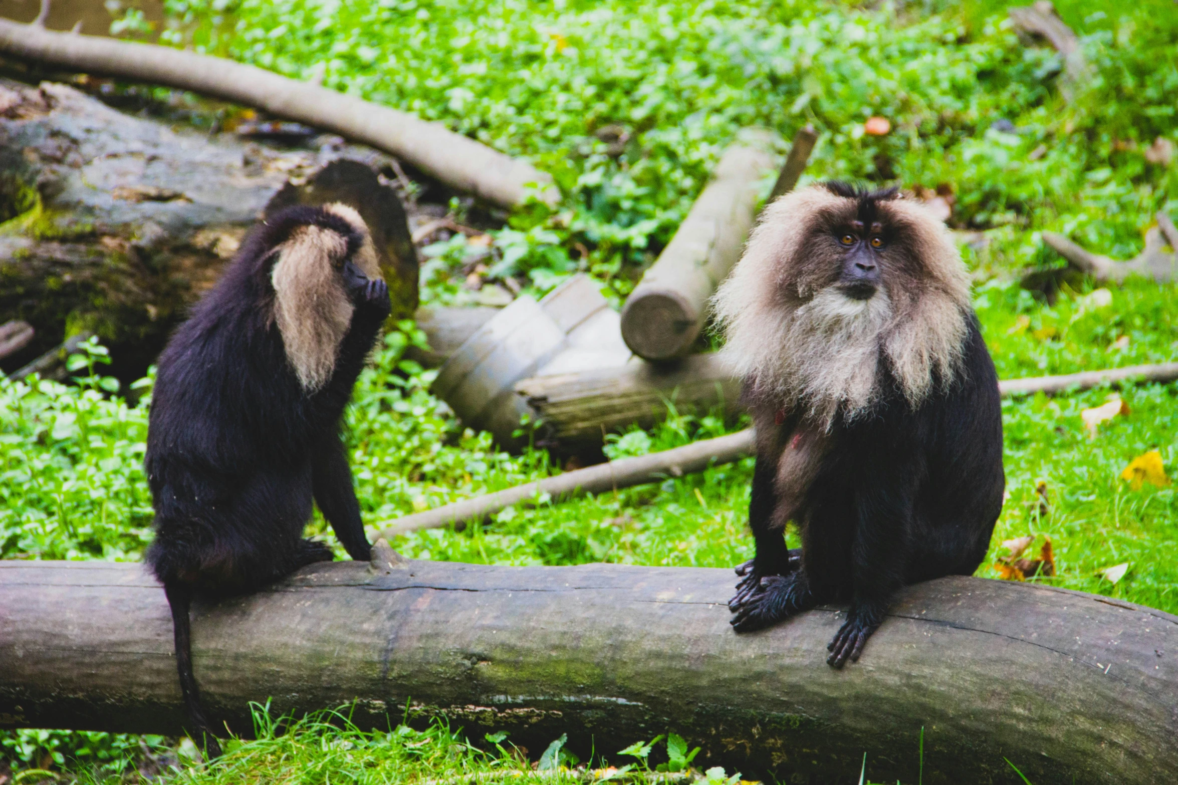 a couple of long - haired monkeys are sitting on a log