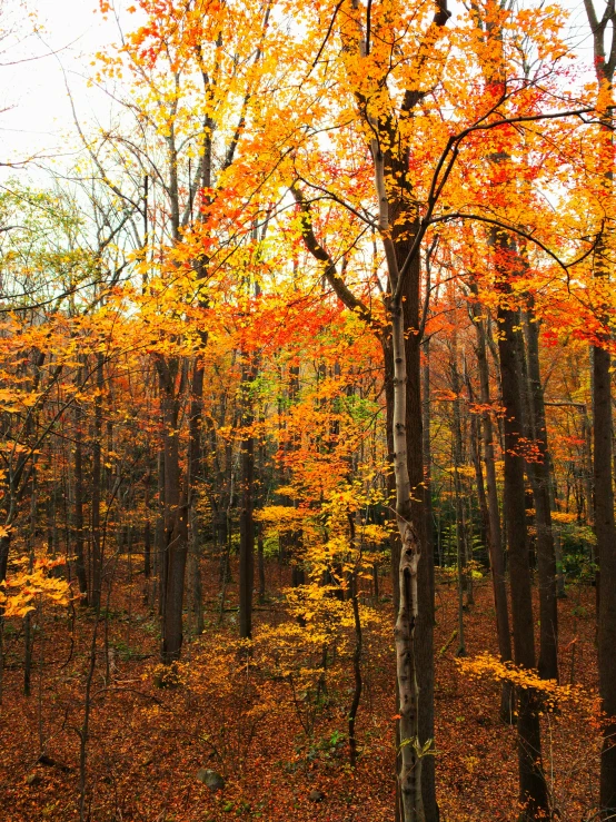 a po taken from the ground of a forest with trees and yellow foliage