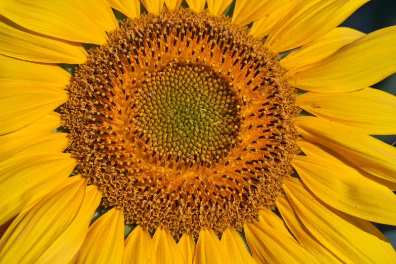 the center part of a yellow sunflower