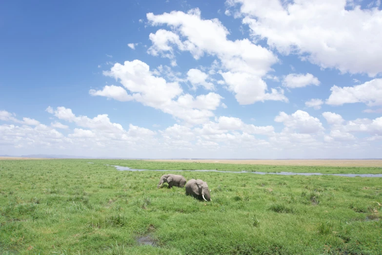 three elephants in a large green grassy field