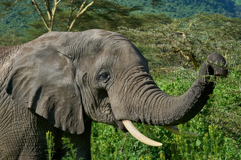 an elephant standing on a lush green field