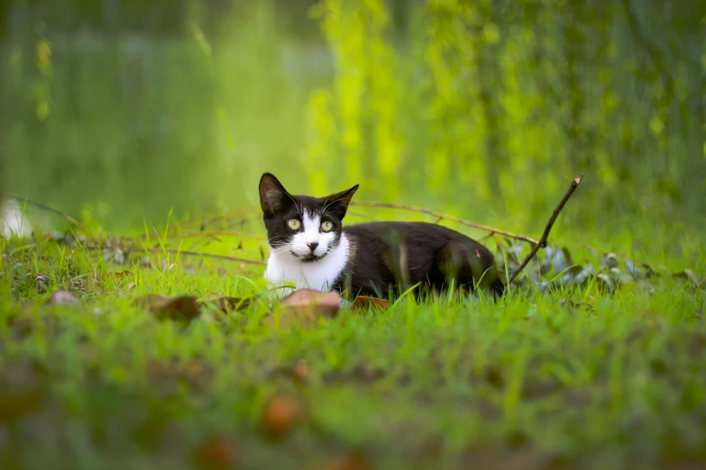 a cat that is laying down in the grass