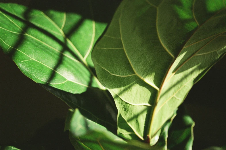 a leafy green plant with thin shadows on the leaves