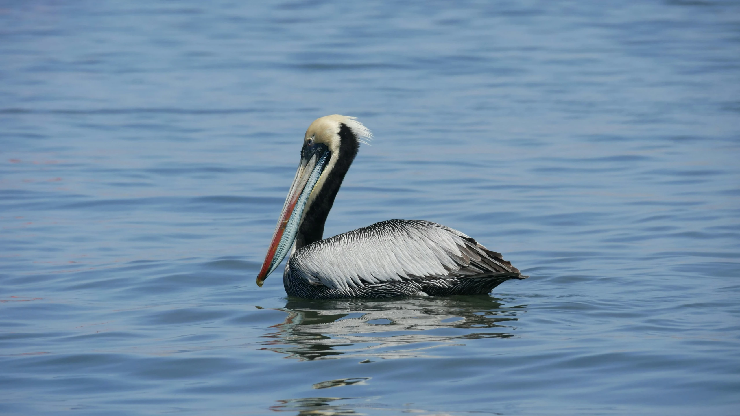 a pelican in the water with his head cocked