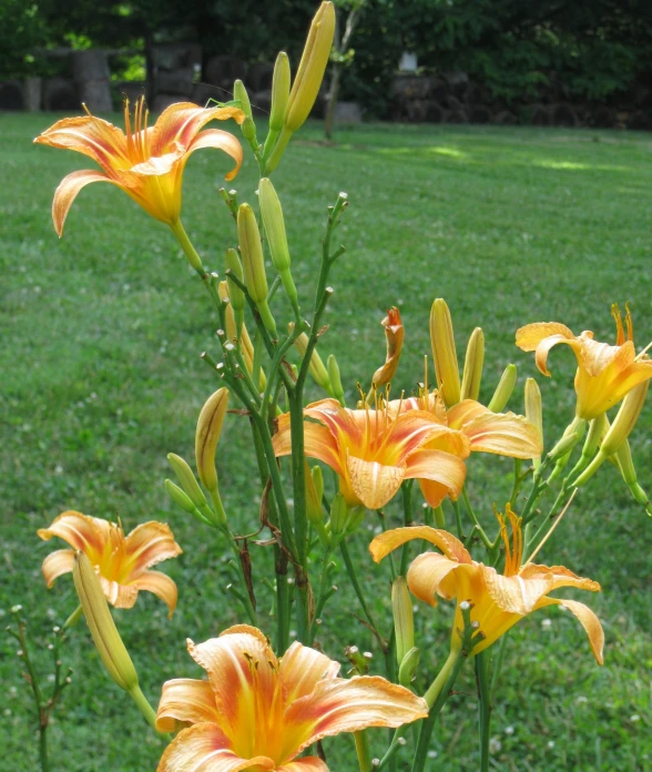 many orange flowers that are blooming in the grass