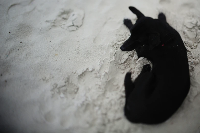 a dog sitting in the sand looking up