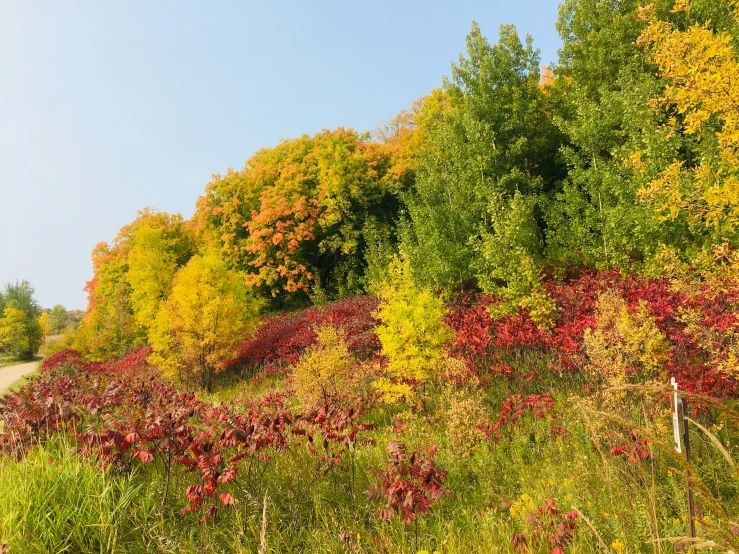 the road has been stopped to pick up all those bushes and trees that are turning orange