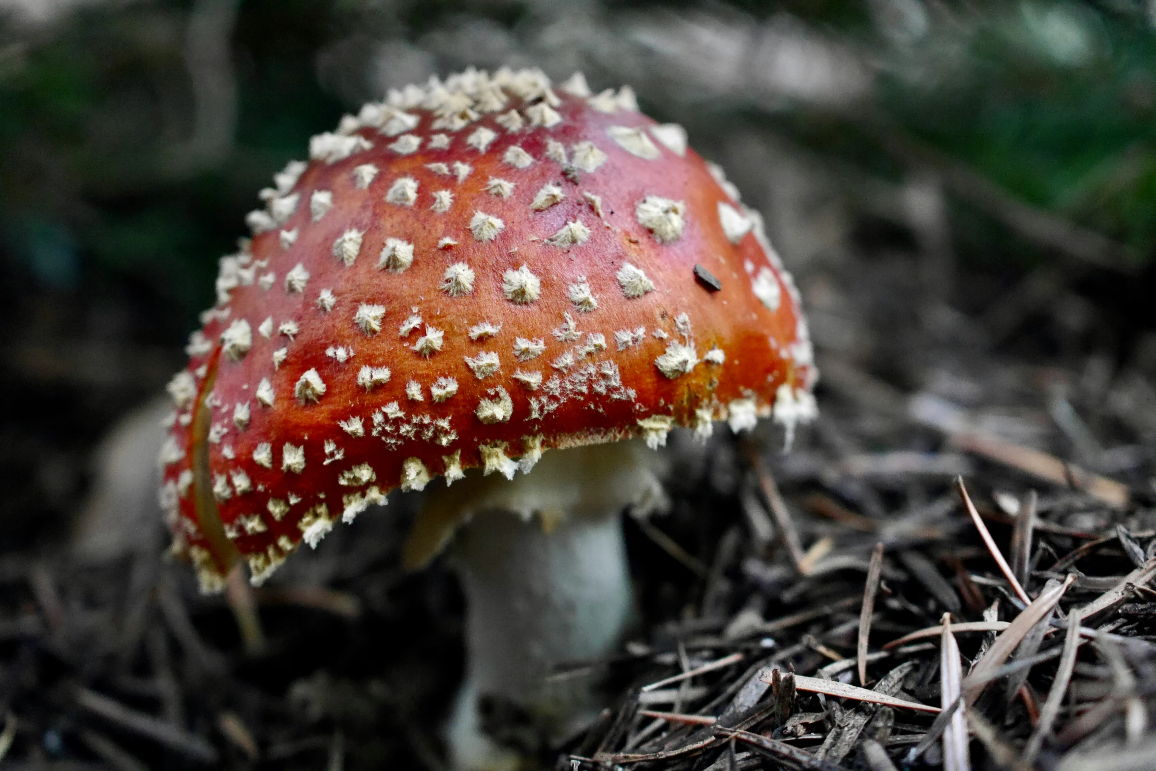 there is a red mushroom with white spots on it