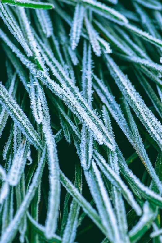 a very close up s of grass with water drops on it