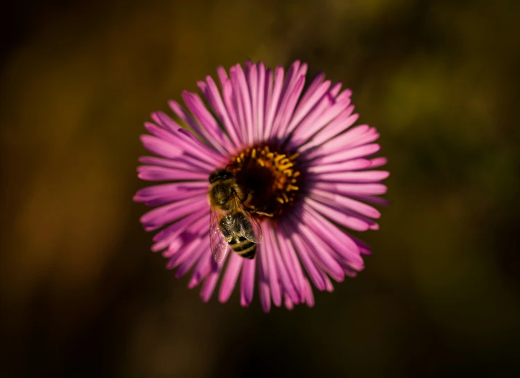 a bum is seen collecting nectar from a pretty flower