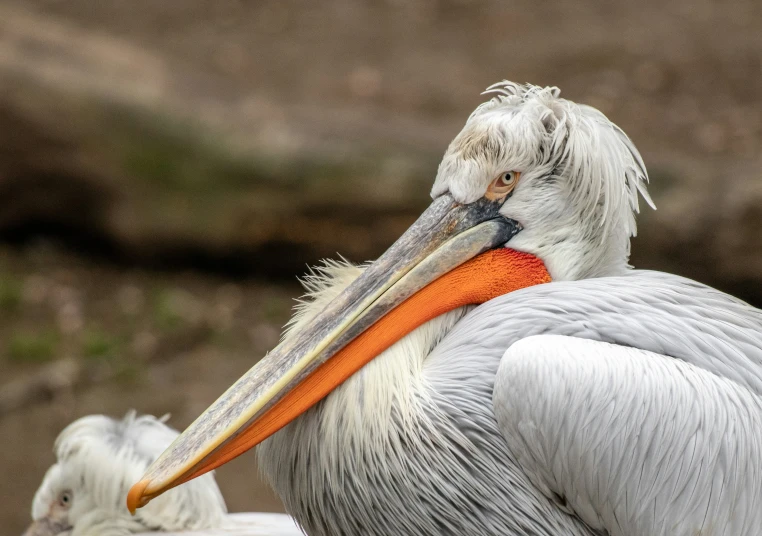 a pelican with large, orange beaks stands on a rock
