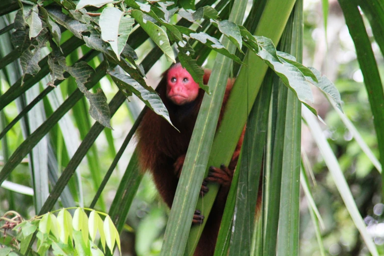 a red headed monkey looking up from behind a leafy tree