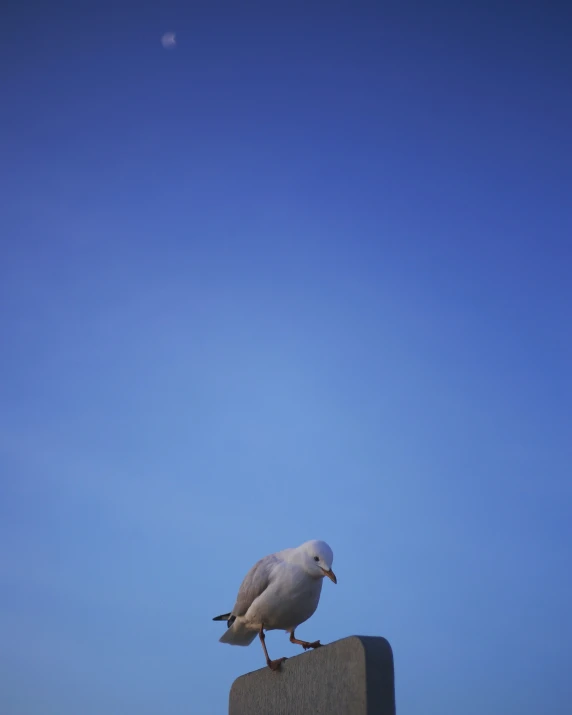 a white bird sitting on top of a cement pillar