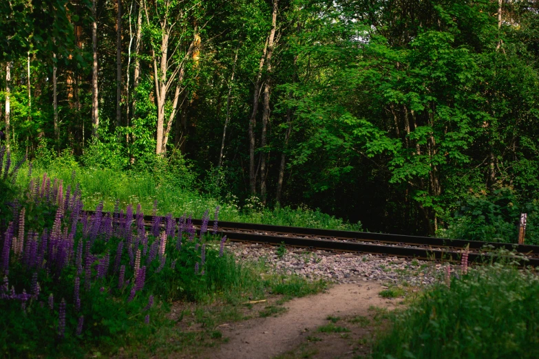 a railroad track that has purple flowers near it