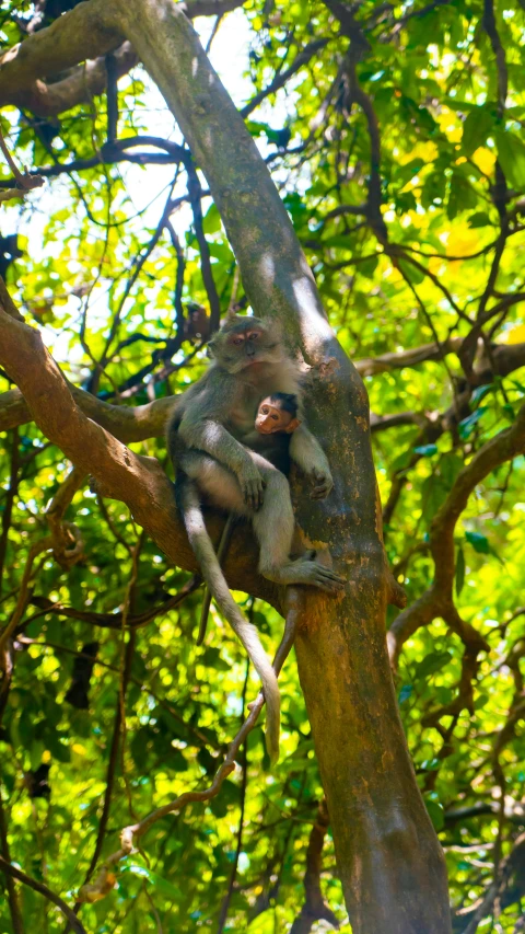 a monkey sitting in a tree reaching out from underneath