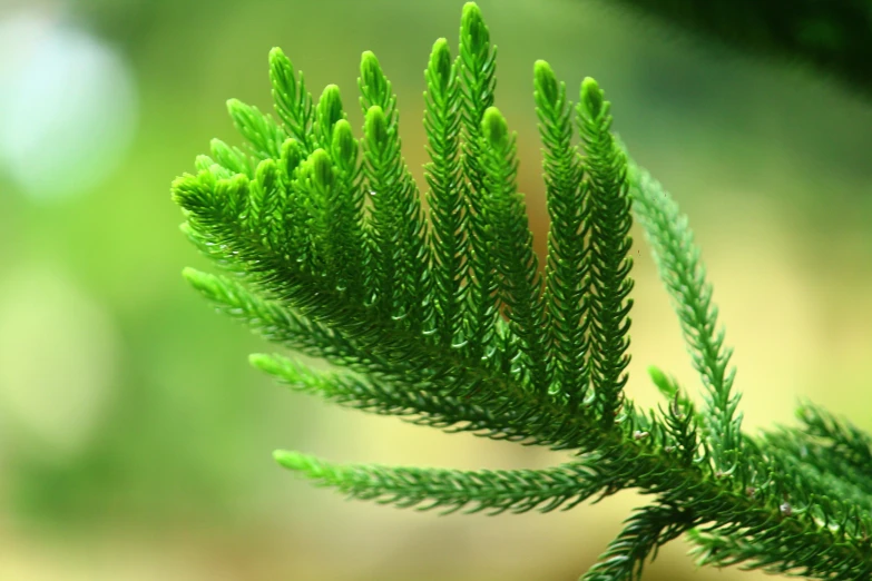 close up image of an evergreen nch with bright green leaves