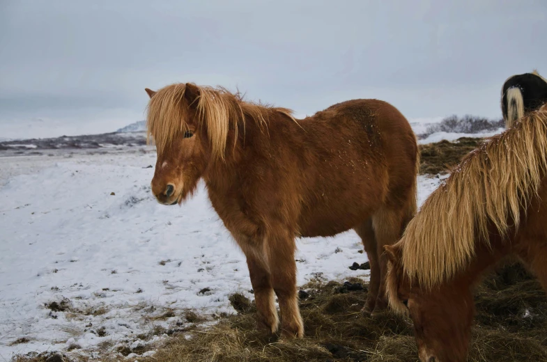 two ponies stand in the snow beside each other