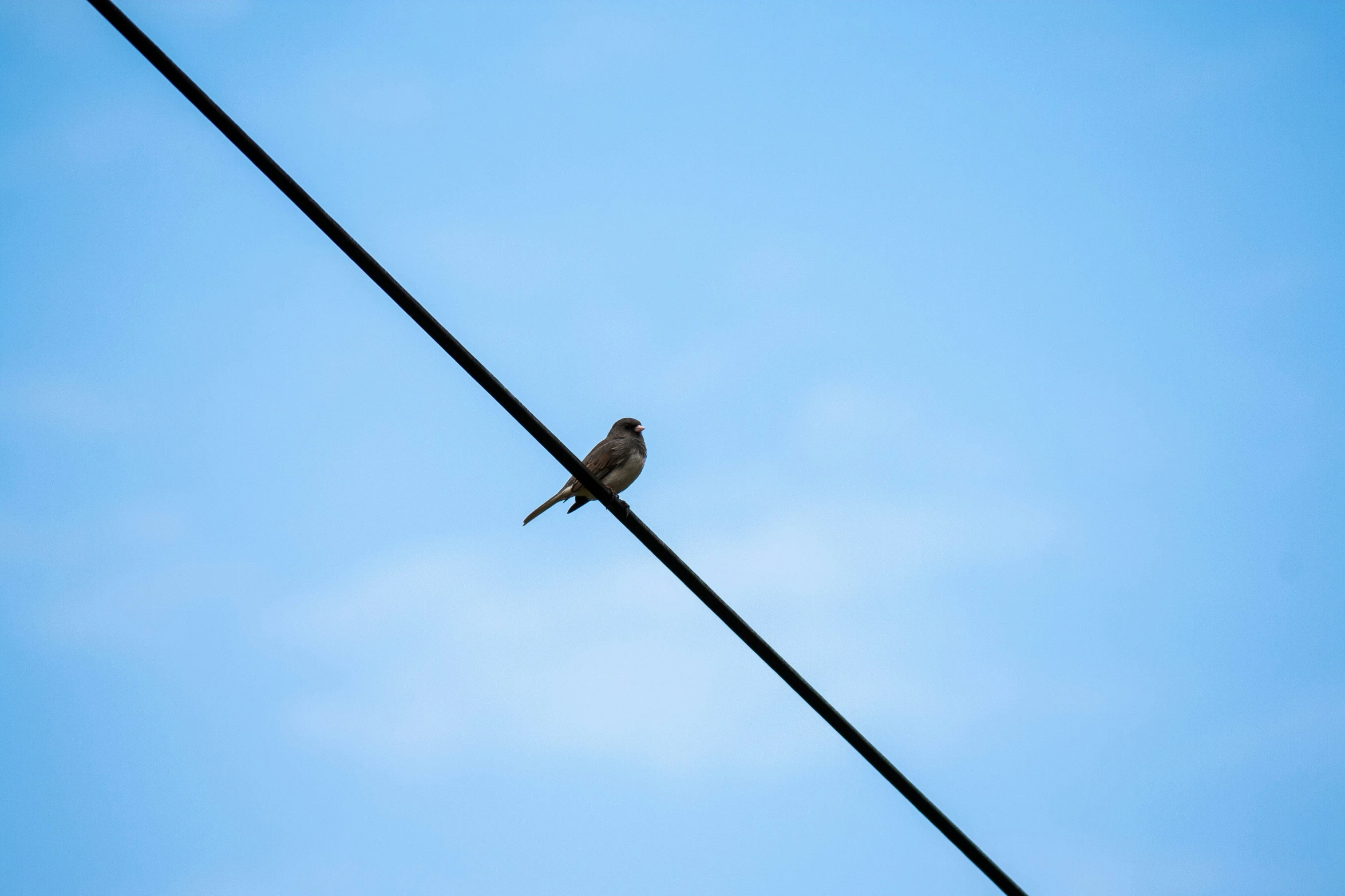 a brown bird sitting on top of an electric wire