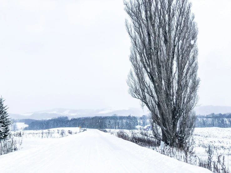 an empty snowy road near a lone tree