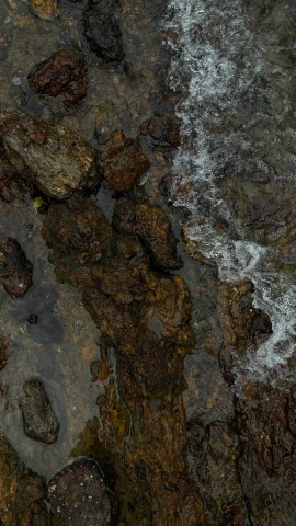 a small animal is in some water with rocks