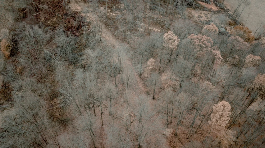 an aerial view of many different snow covered trees