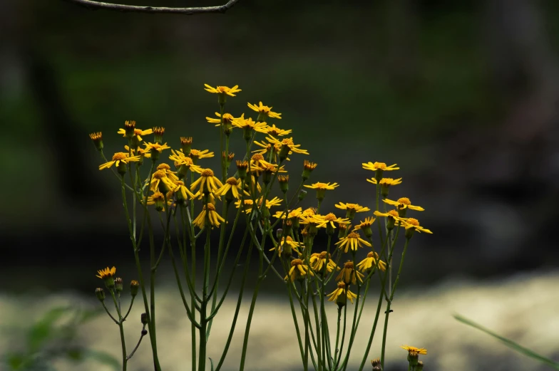 a small bunch of flowers in the grass