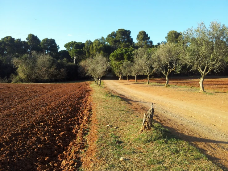 an open field with dirt paths in front of trees