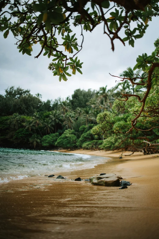 the water and sand in front of a tree and some trees