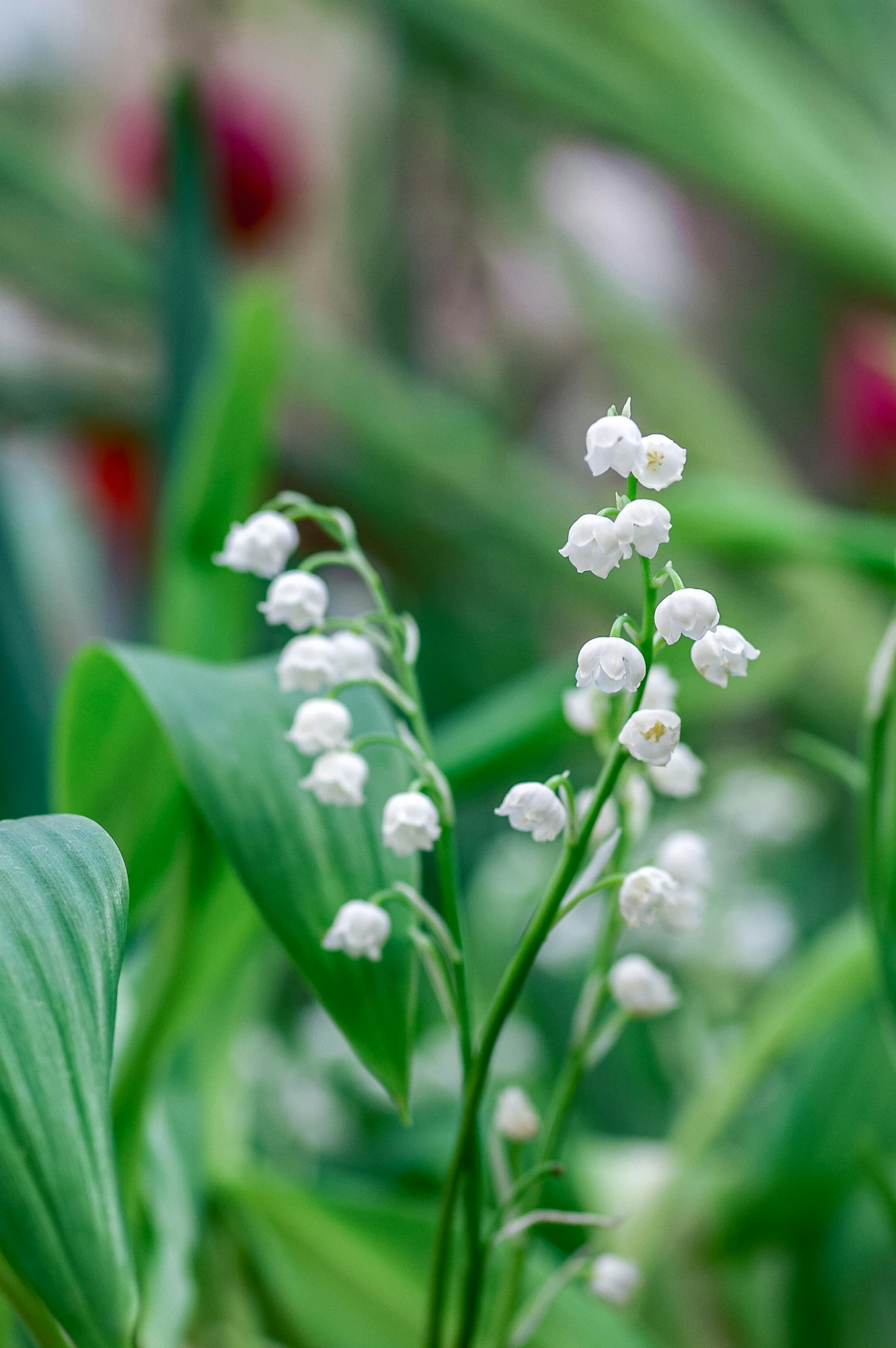 the small flowers of the plant are in bloom