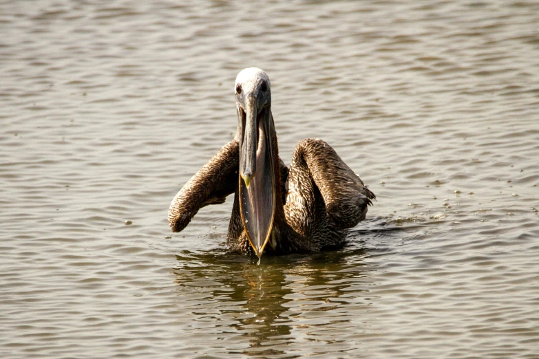 a large pelican sitting on its back in the water