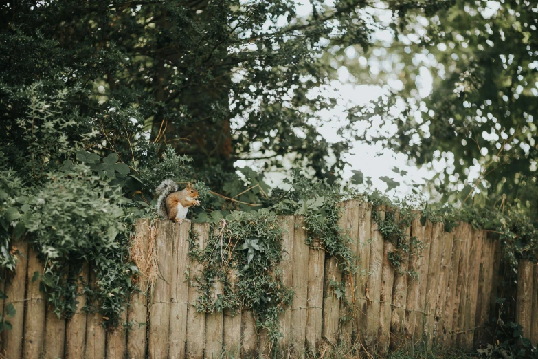 an animal that is sitting on the top of a fence