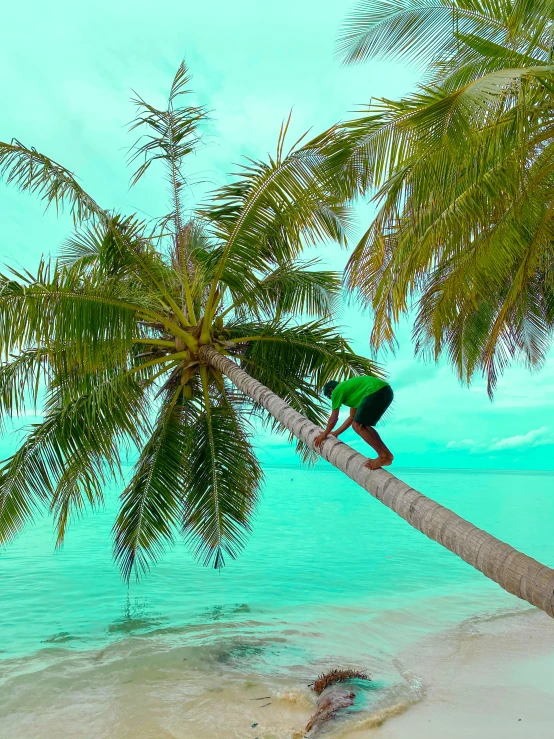 a person climbing up the side of a palm tree