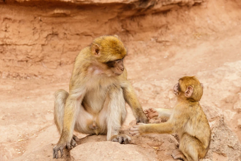 two monkeys sit on a rock and play