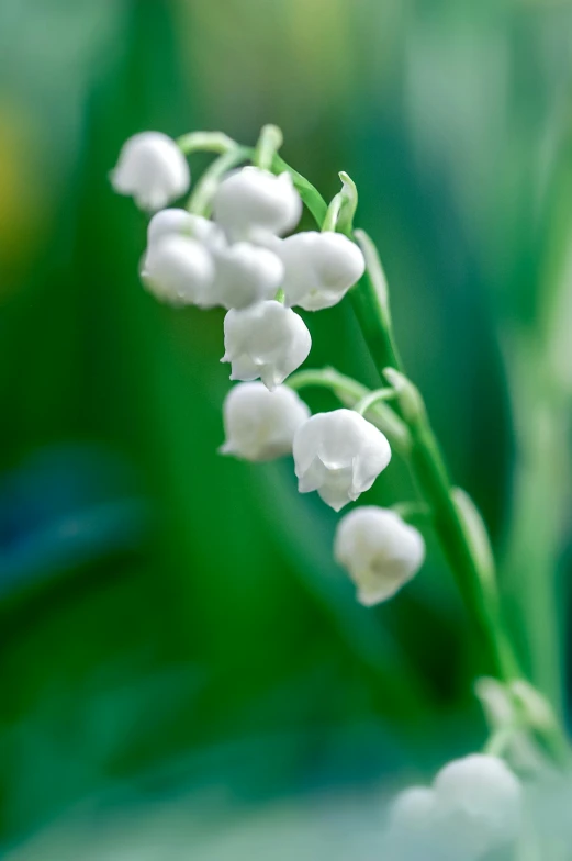 this is a pograph of lily of the valley