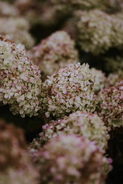 the large purple flowers have small white centers