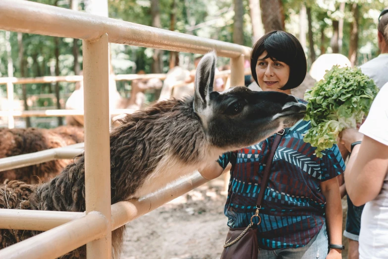 a woman and a boy feeding donkeys out of a fence