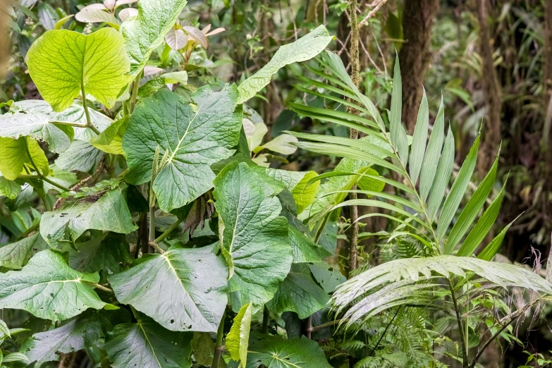 an image of a bird sitting on the top of some leaves