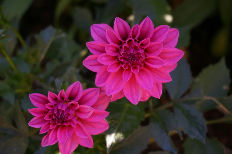 two purple flowers are blooming outside in the sun