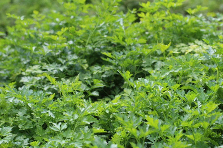 closeup of small bushes in a grassy area